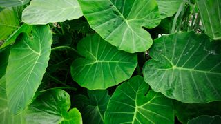 Elephant ears