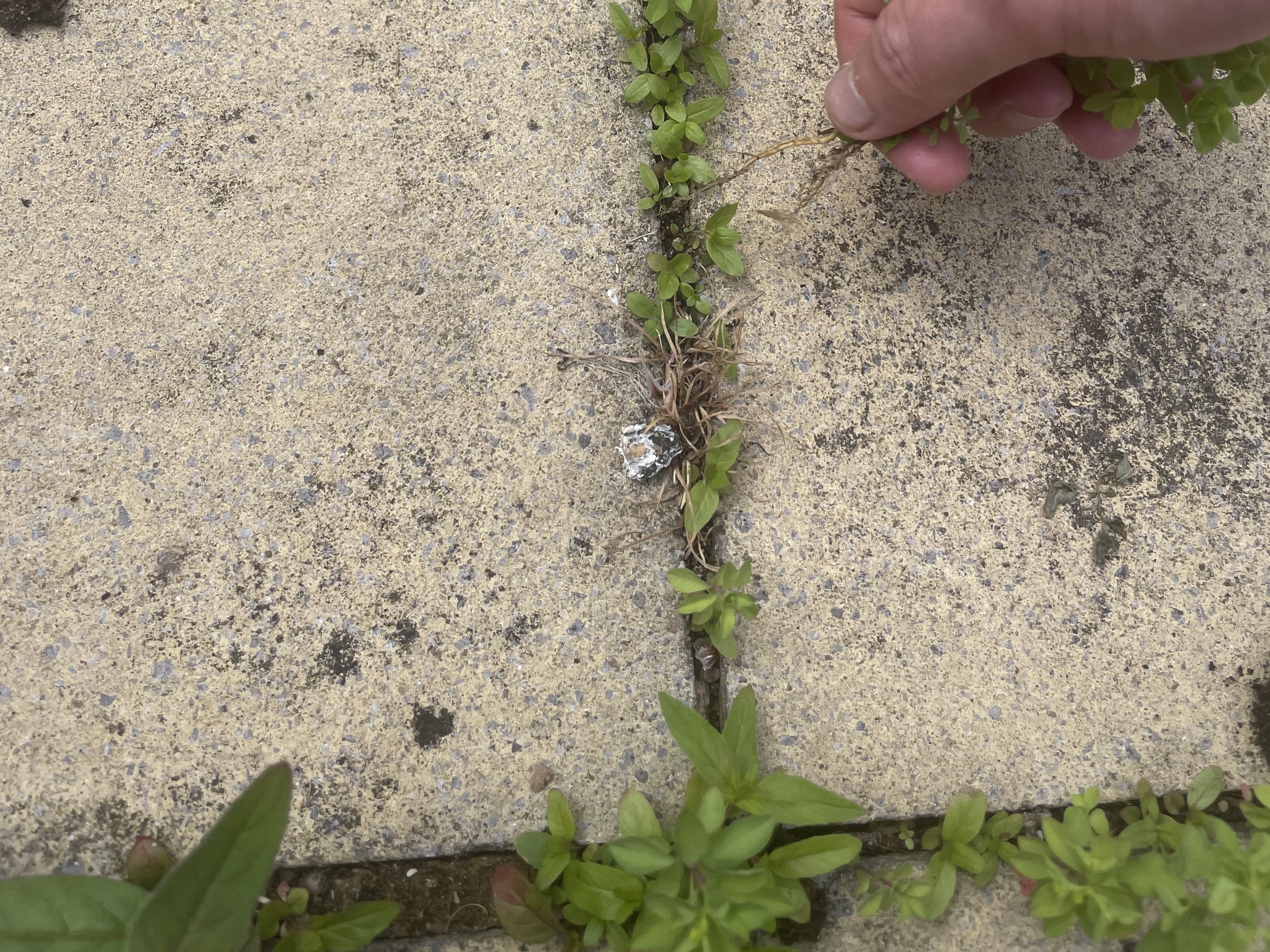 Weeds being removed from block paving