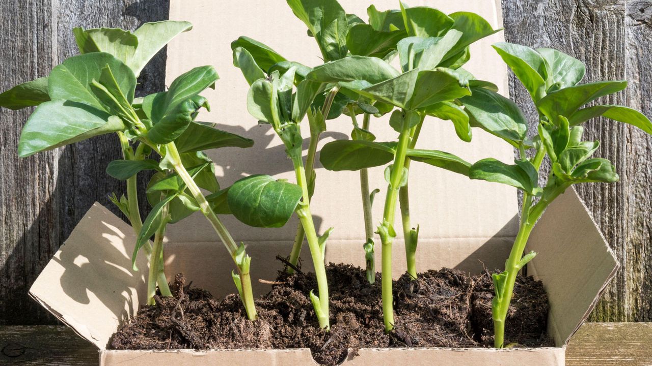 broad bean plants in cardboard box 