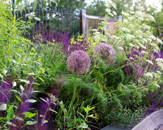 mixed purple planting at Horatio's Garden London