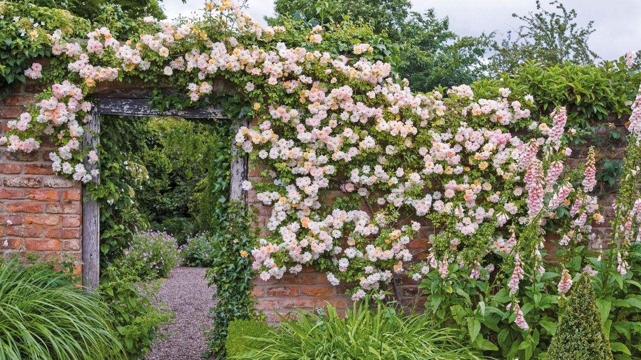 best climbing roses: Phyllis Bide climbing rose