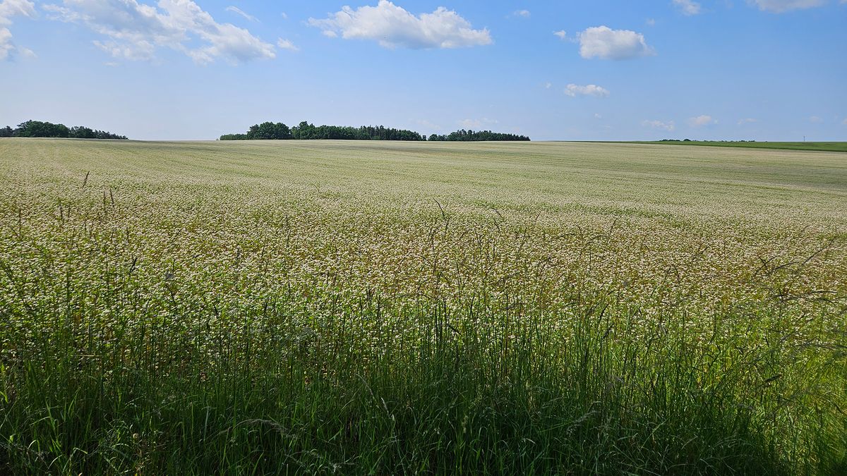 Wheat field in Czechia