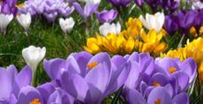 close up image of crocus spring flowers. in lilac, yellow, purple and white to create a colourful display