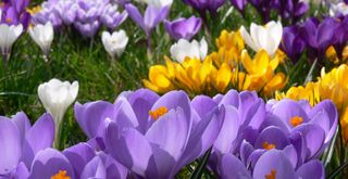 close up image of crocus spring flowers. in lilac, yellow, purple and white to create a colourful display