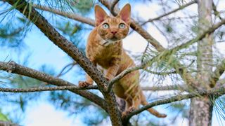 Ginger devon rex cat up a tree