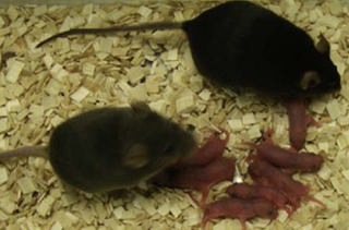 artificially-bred-mice-with-babies