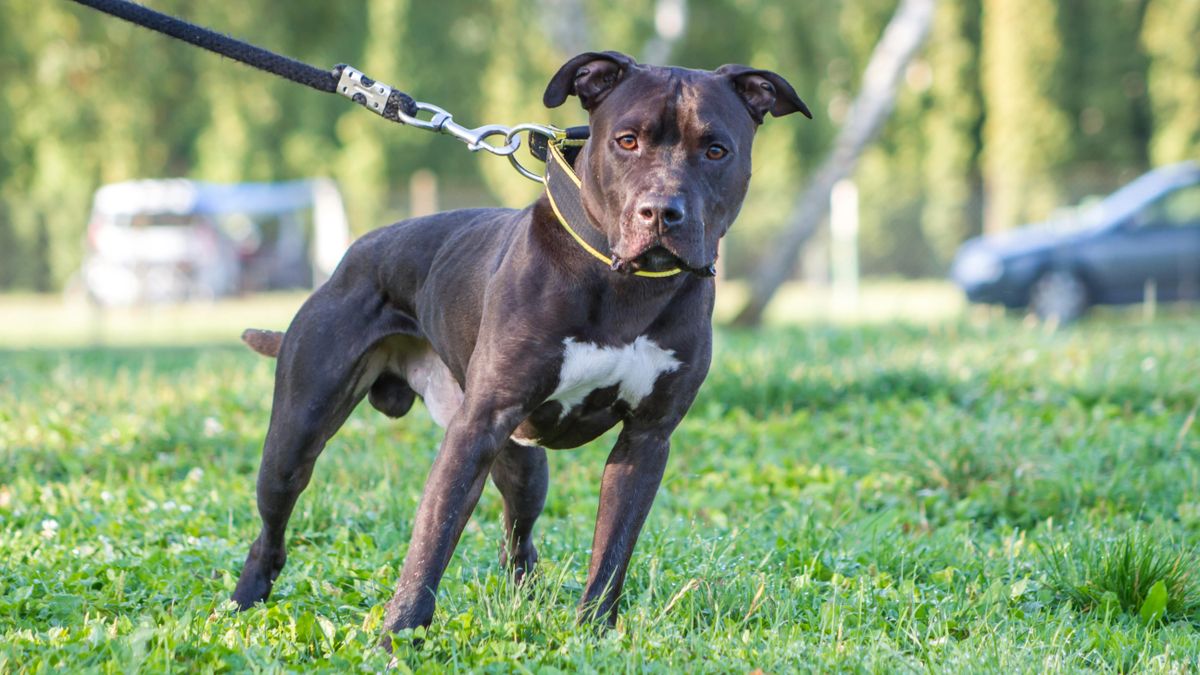 Black American Pit Bull Terrier male dog pulling on the leash