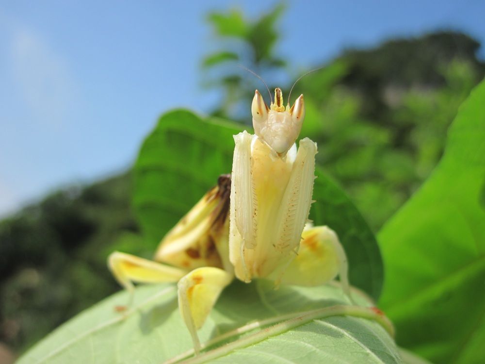 adult orchid mantis on a leaf