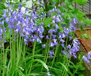 Spanish bluebells in bloom in a garden with lilac flowers