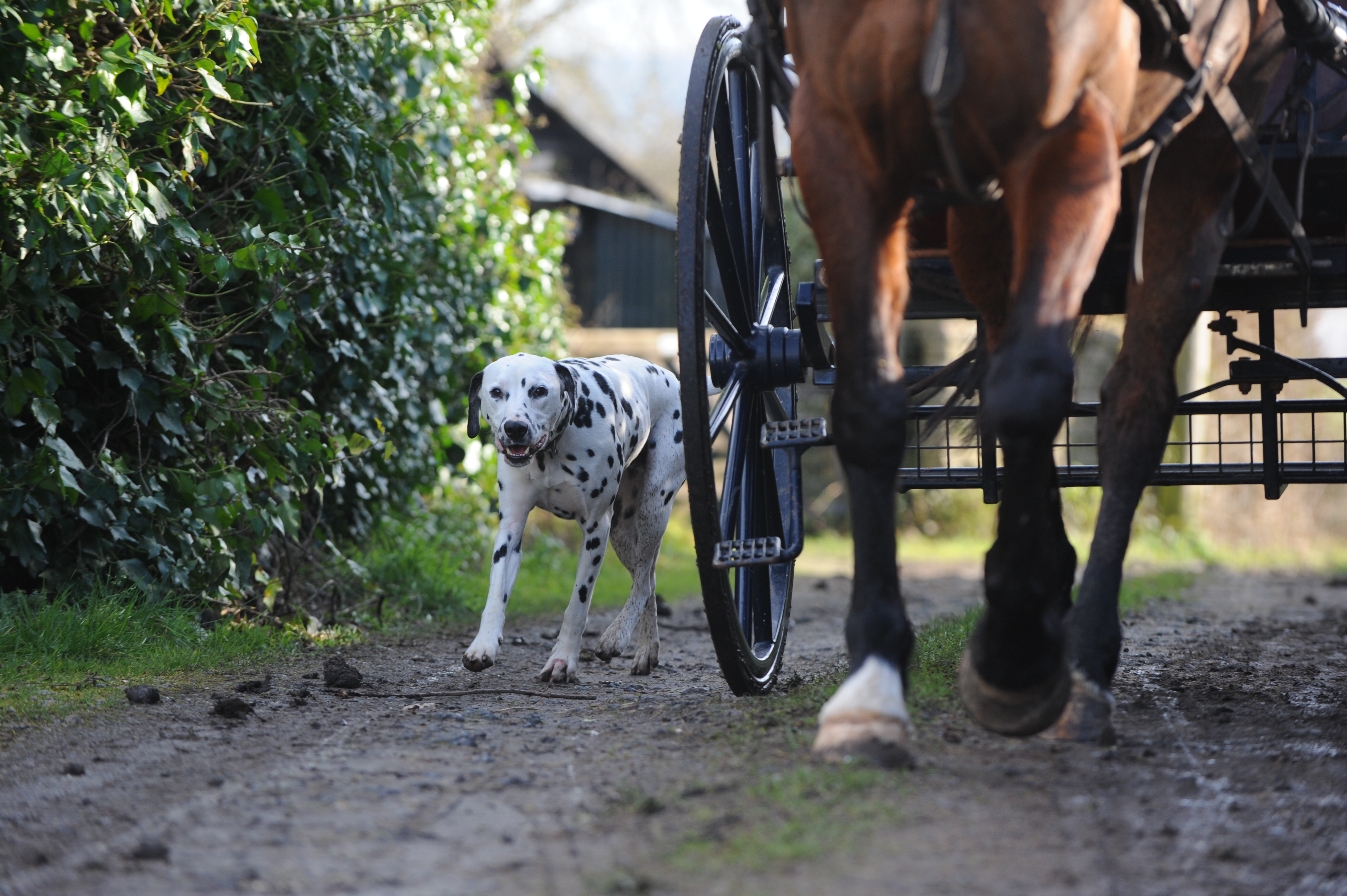A dalmatian walks alongside a horse-drawn carriage on a muddy country track, framed by hedgerows and winter greenery.
