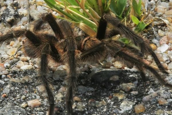 Eeek! Tarantula!
