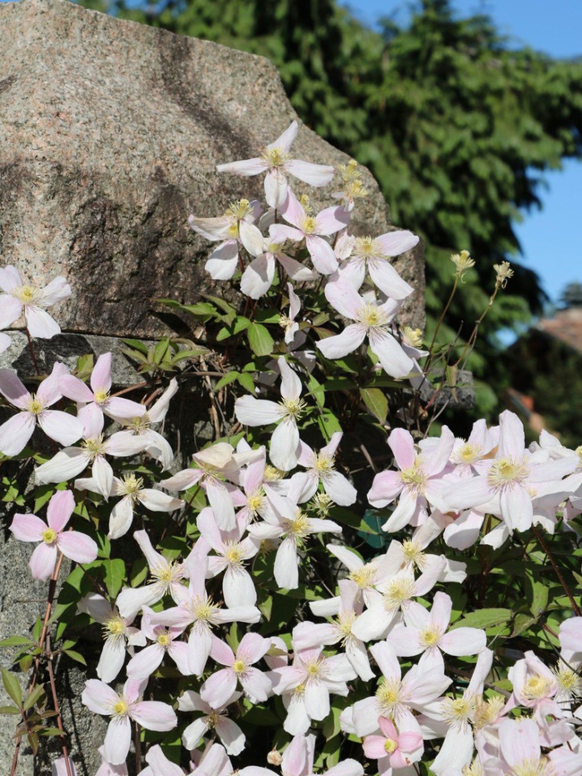 Vines With Small White-Pink Flowers