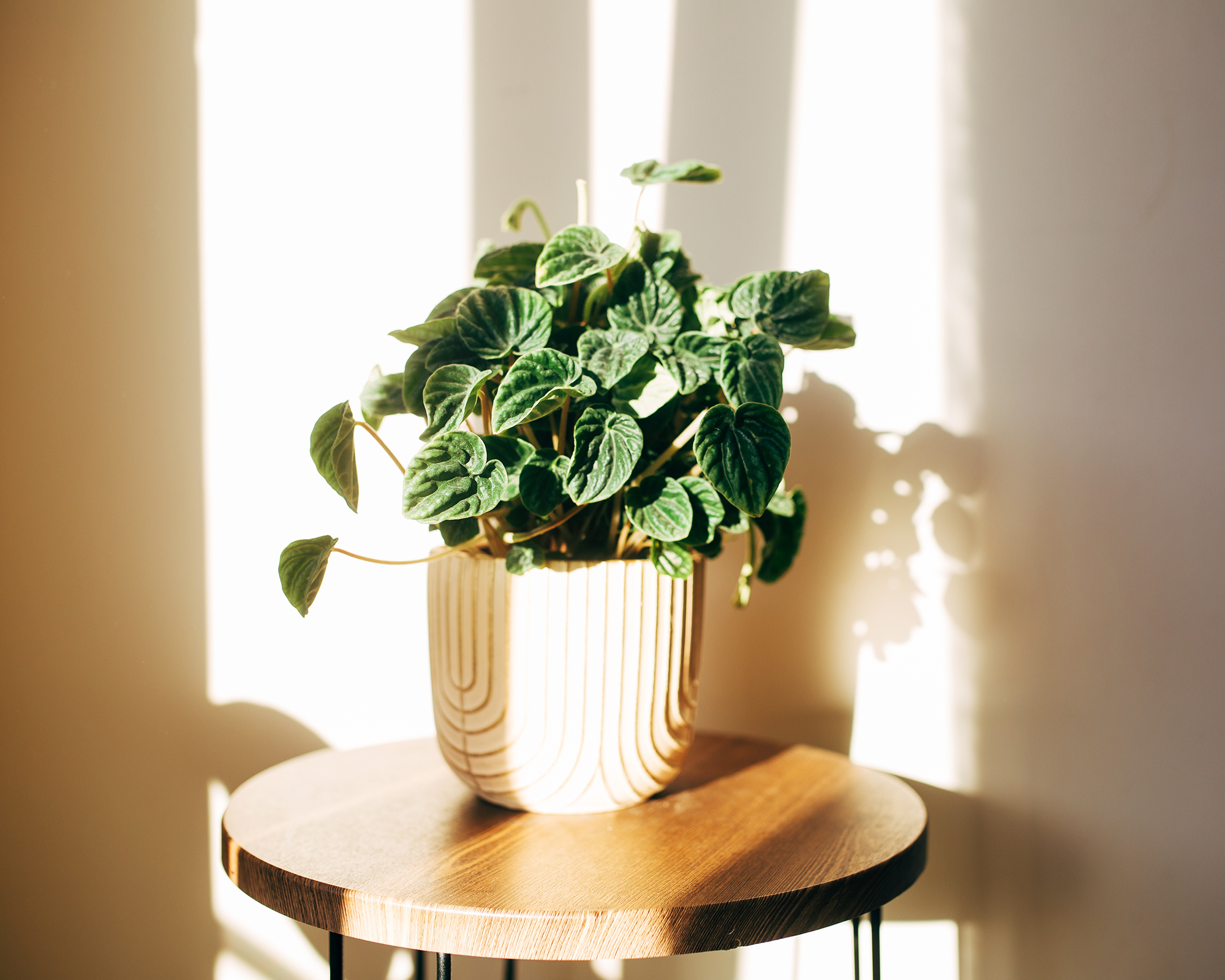 Peperomia caperata Lilian in a pot with sunlight casting shadows on the wall