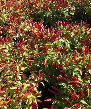 Ornamental pepper plants