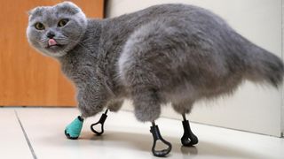 3D-printed titanium limbs helped a frostbitten feline get back on her feet. 