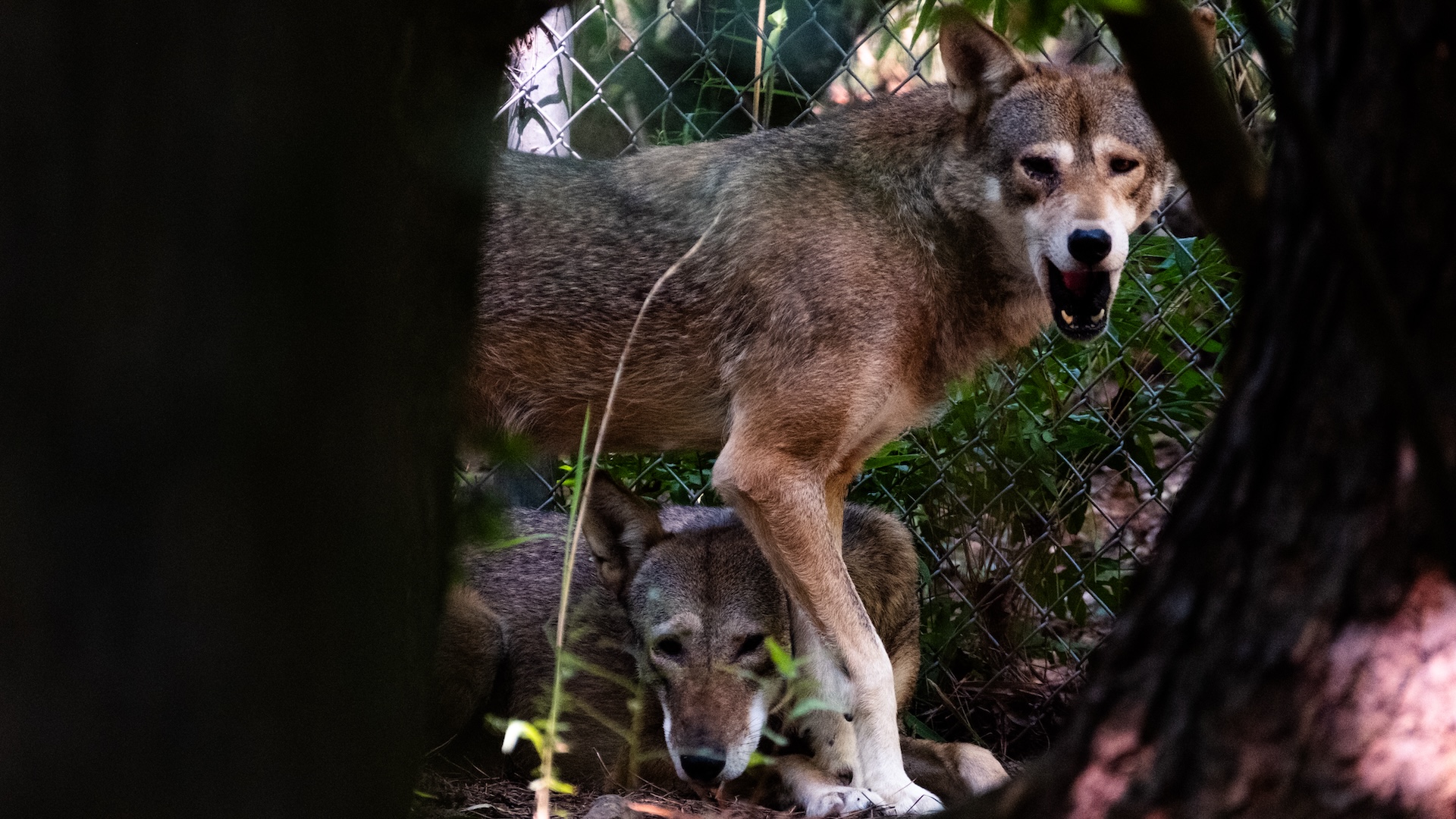 two red wolves in an enclosure