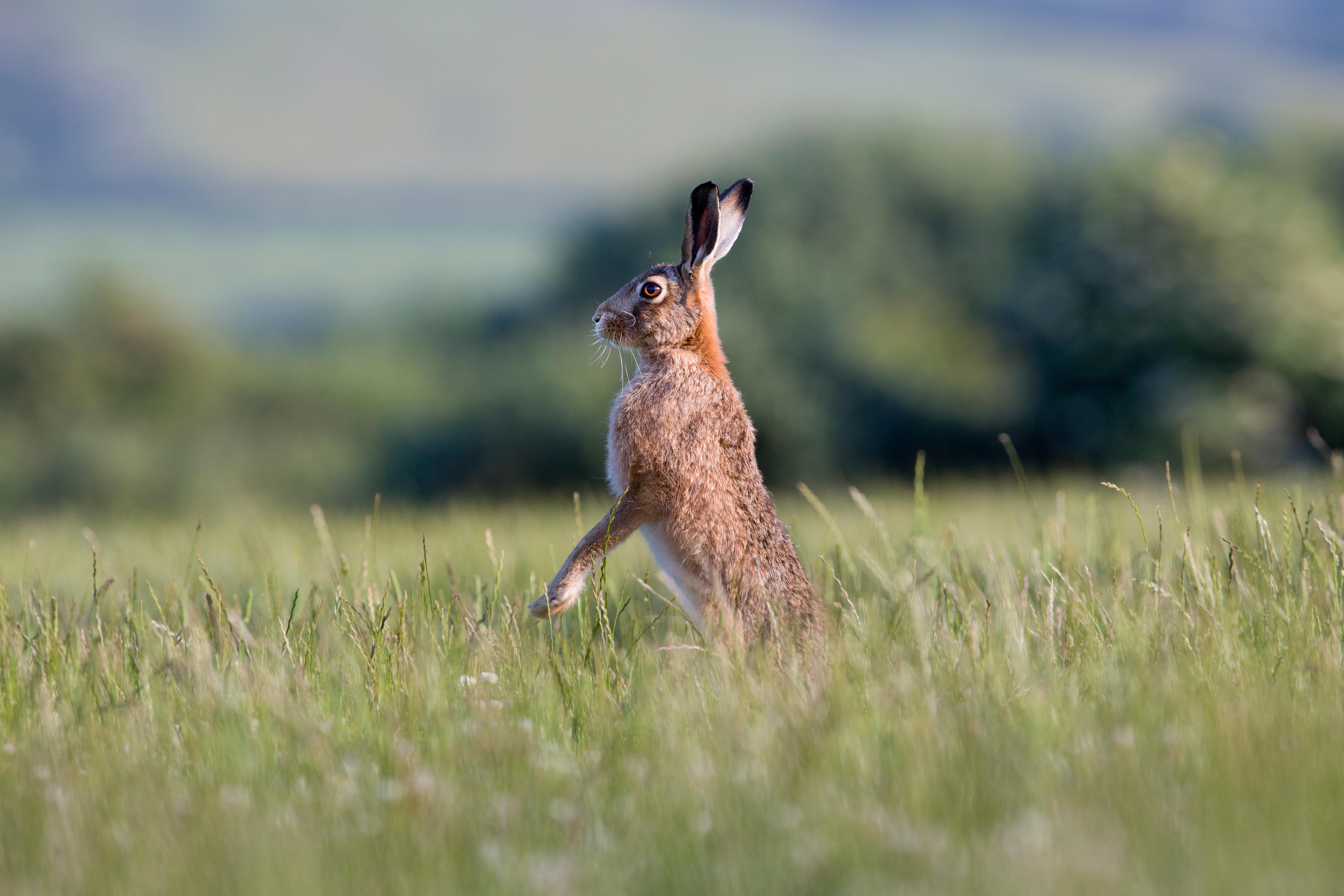 Brown hare