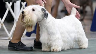 Sealyham terrier being shown