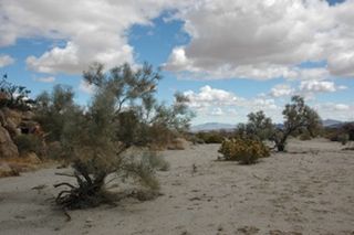 Smoketree- Ghost of the North American Deserts