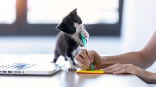 Kitten biting owner's pen while they write notes