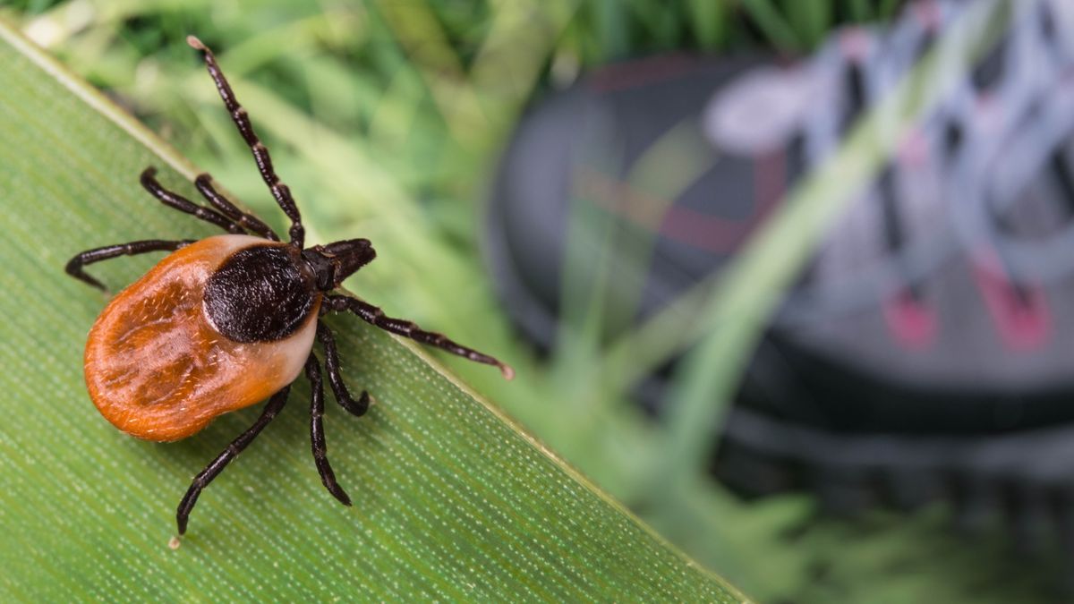 Tick on leaf