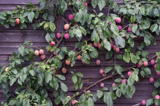 plum tree trained against a fence