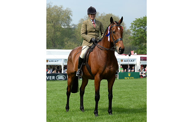 Katie Jerram riding Barber's Shop during the RoR Tattersalls Thoroughbred Ridden Show Horse Championship, where they were Champions during Thursday of the Royal Windsor Horse Show, in the grounds of Windsor Castle in Windsor in the county of Berkshire, UK on 11th May 2016