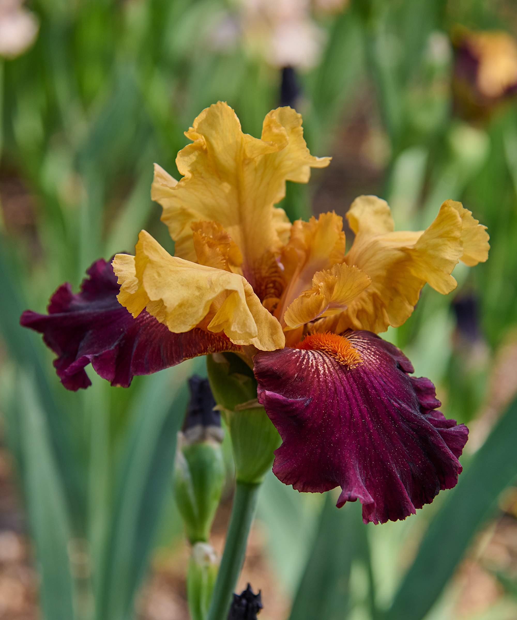Mustard yellow and burgundy bearded iris in flower