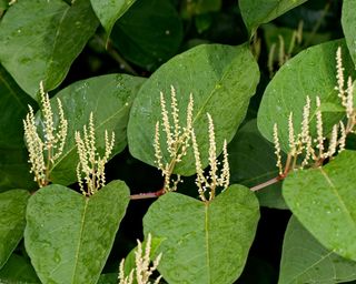Japanese Knotweed (Fallopia japonica, Reynoutria japonica), blooming, Germany