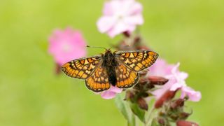 Marsh fritillary butterfly on a flower