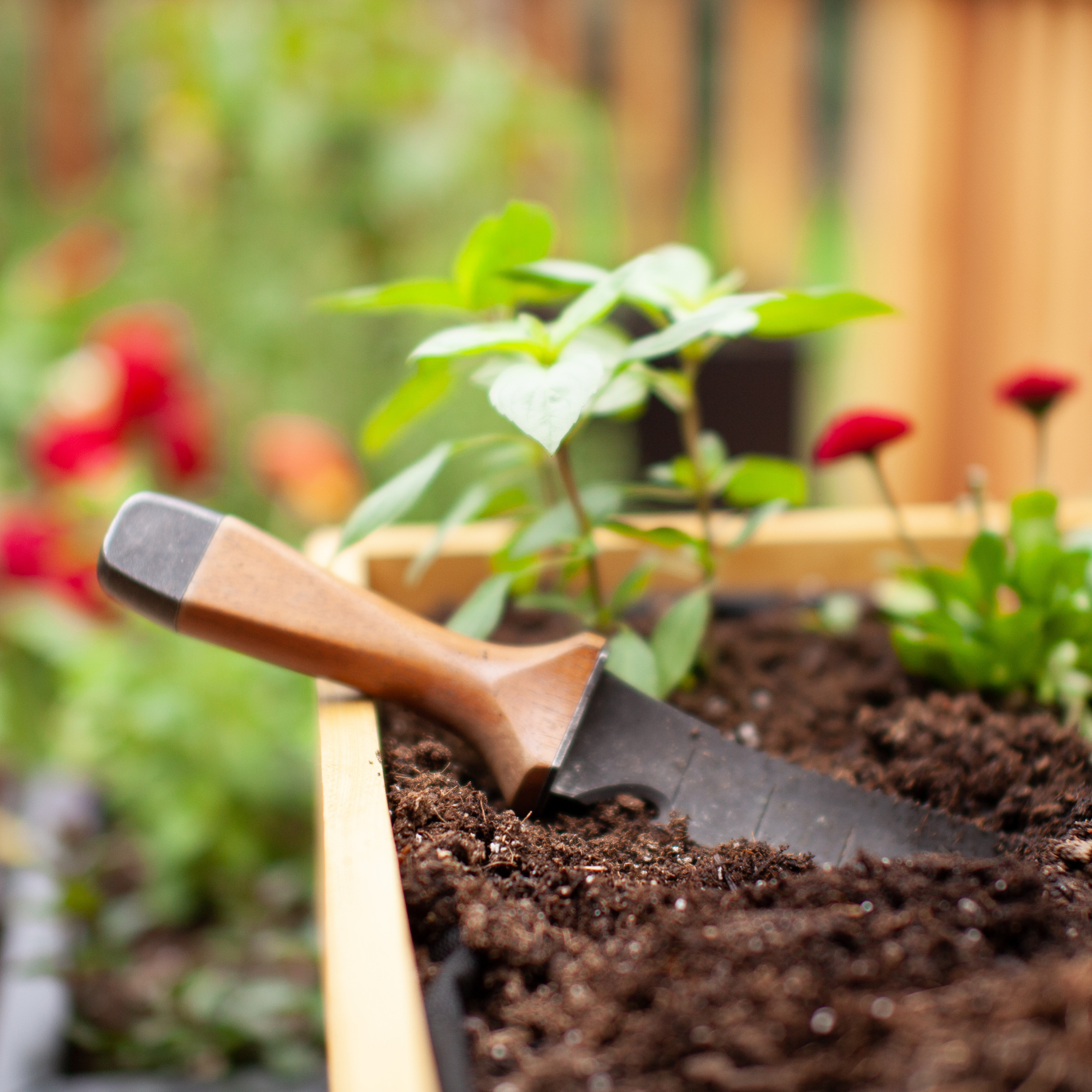 A hori-hori gardening tool can be used to help weeding, cutting roots, transplanting, removing plants, sod cutting, and splitting perennials. It's extremely handy and multipurpose.