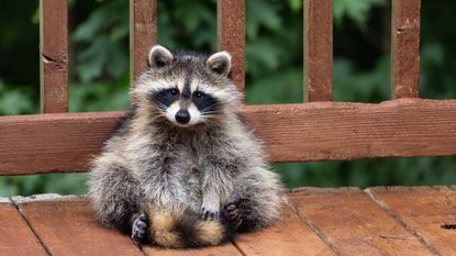 raccoon on decking