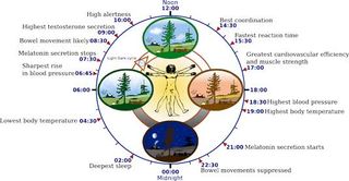 Sleep cycle diagram