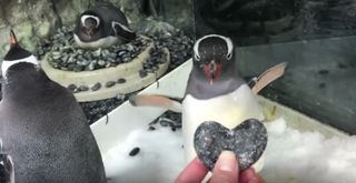 male penguins and their nest