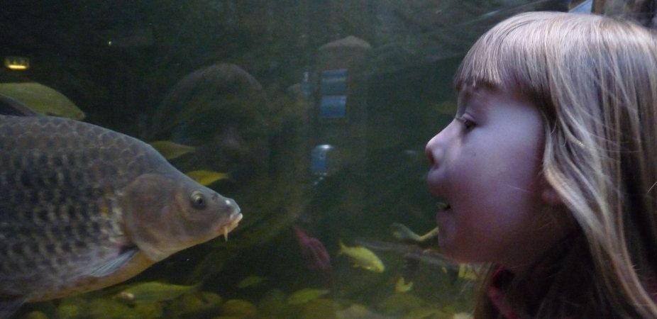 Fish and girl face to face, faces