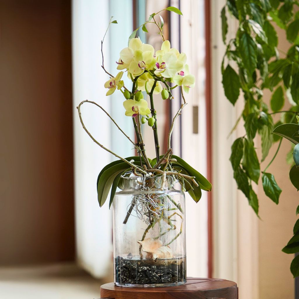 Orchid growing in water