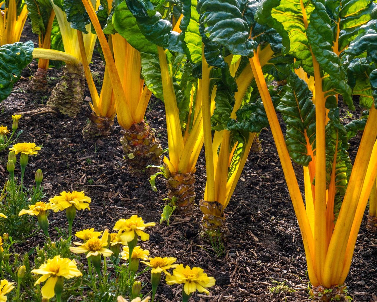 Home Advice Vegetables to plant in August: top 10 crops to sow and grow for months of easy harvests 4 Swiss chard 'Bright Yellow' growing on the plot