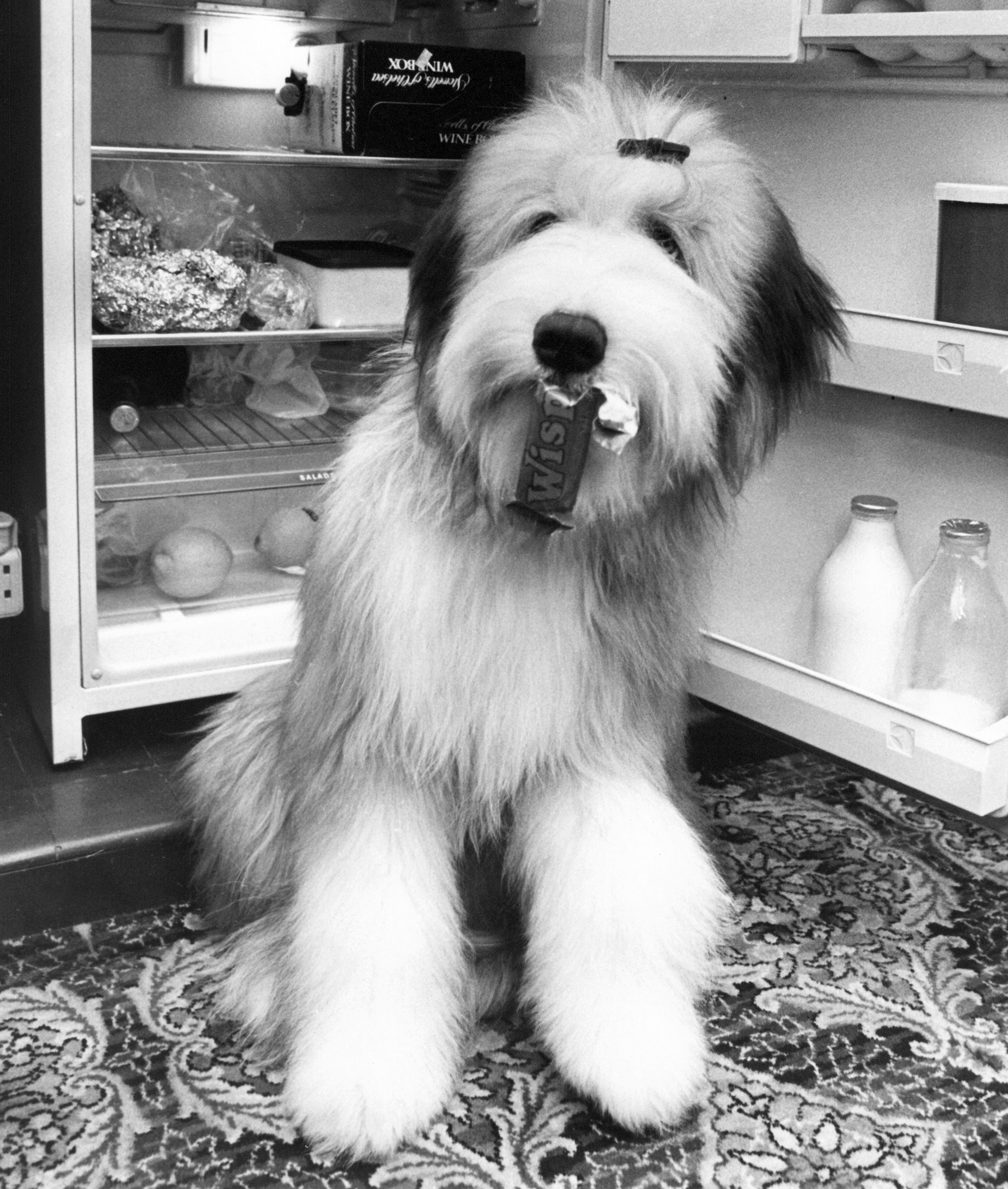 Black-and-white photograph of Rocket, a bearded collie, sitting beside an open fridge with a chocolate bar in his mouth.