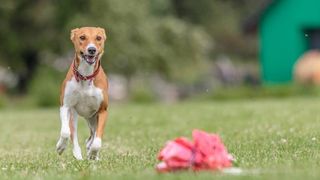 will kinetic sand hurt dogs