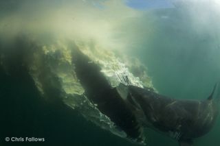 A great white shark removing blubber around the jaw of a southern right whale carcass.