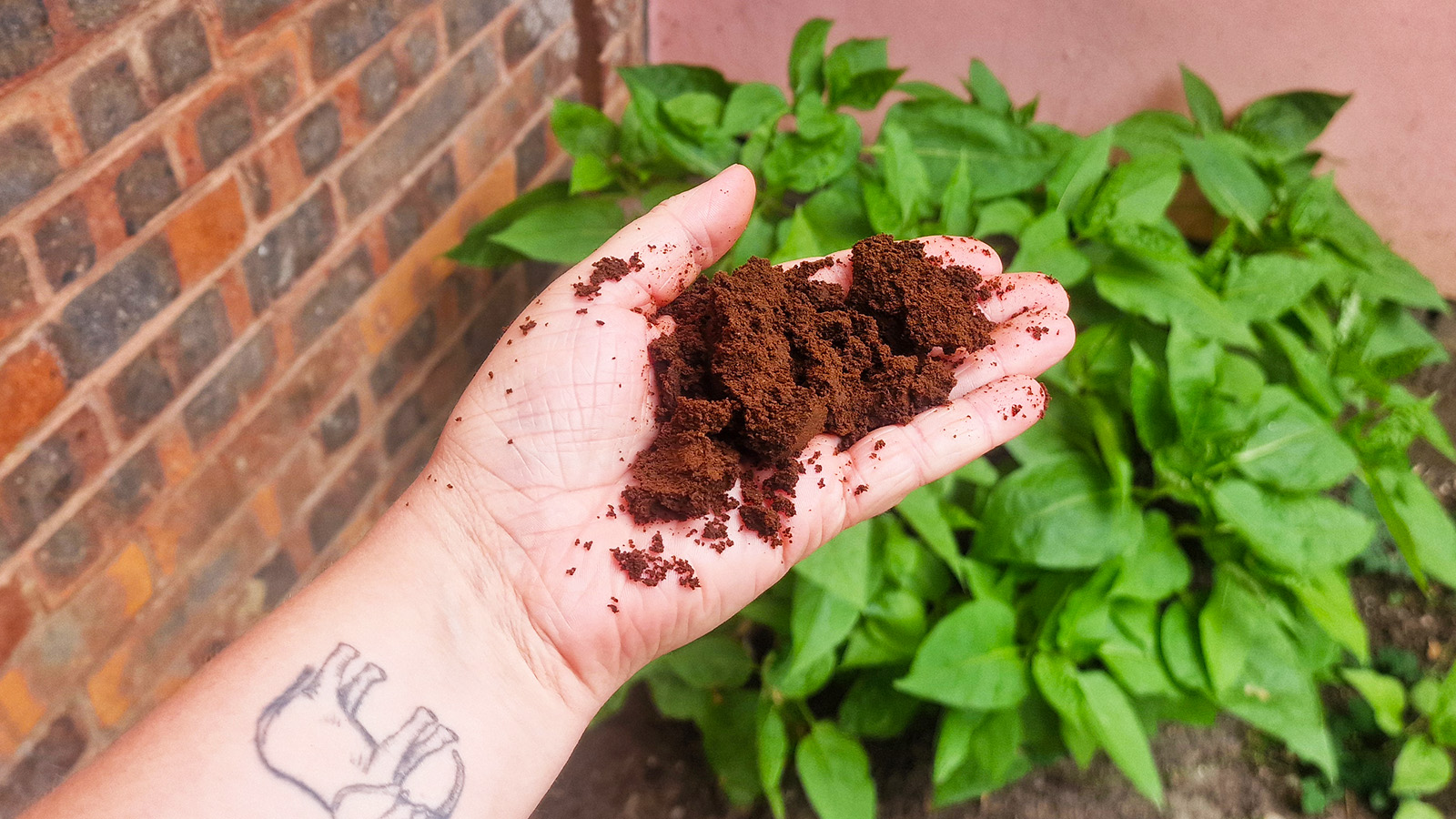 Used coffee puck in hand
