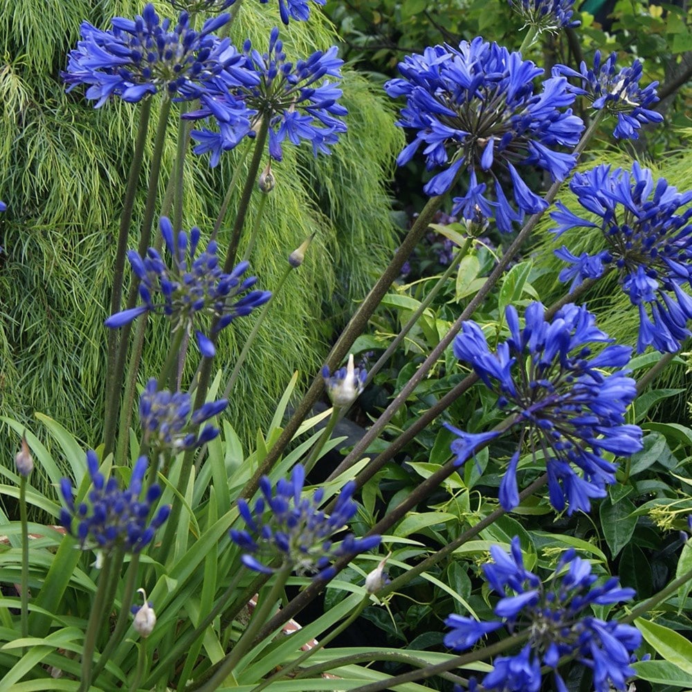 Agapanthus 'midnight Star'