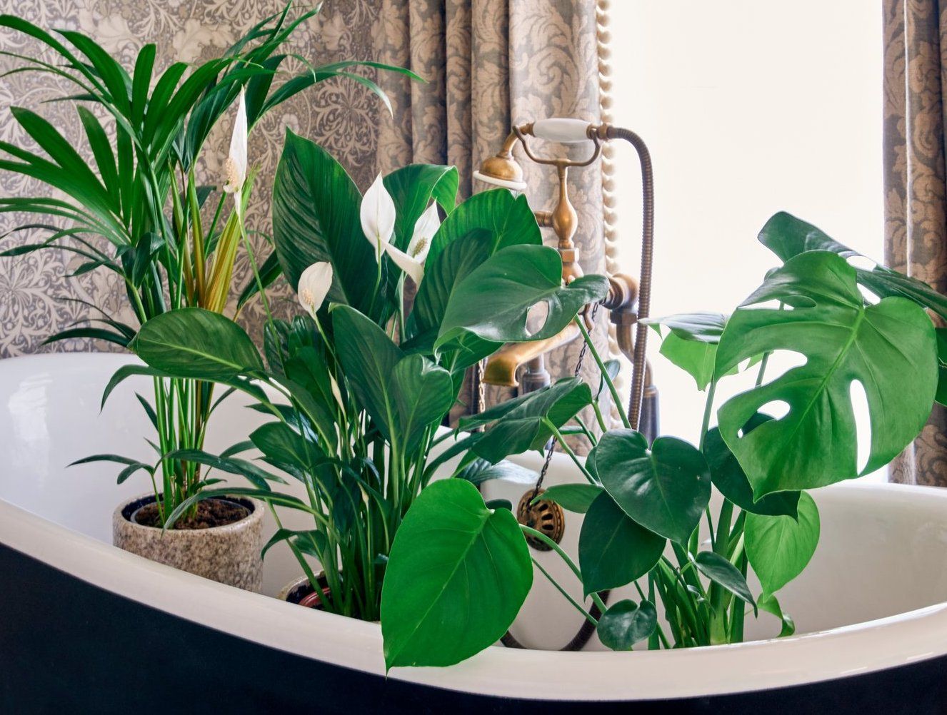 Best houseplants clean air