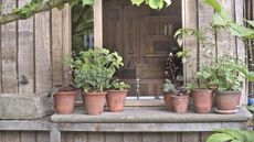 Tender plants growing in terracotta pots outdoors at the RHS Chelsea Flower Show
