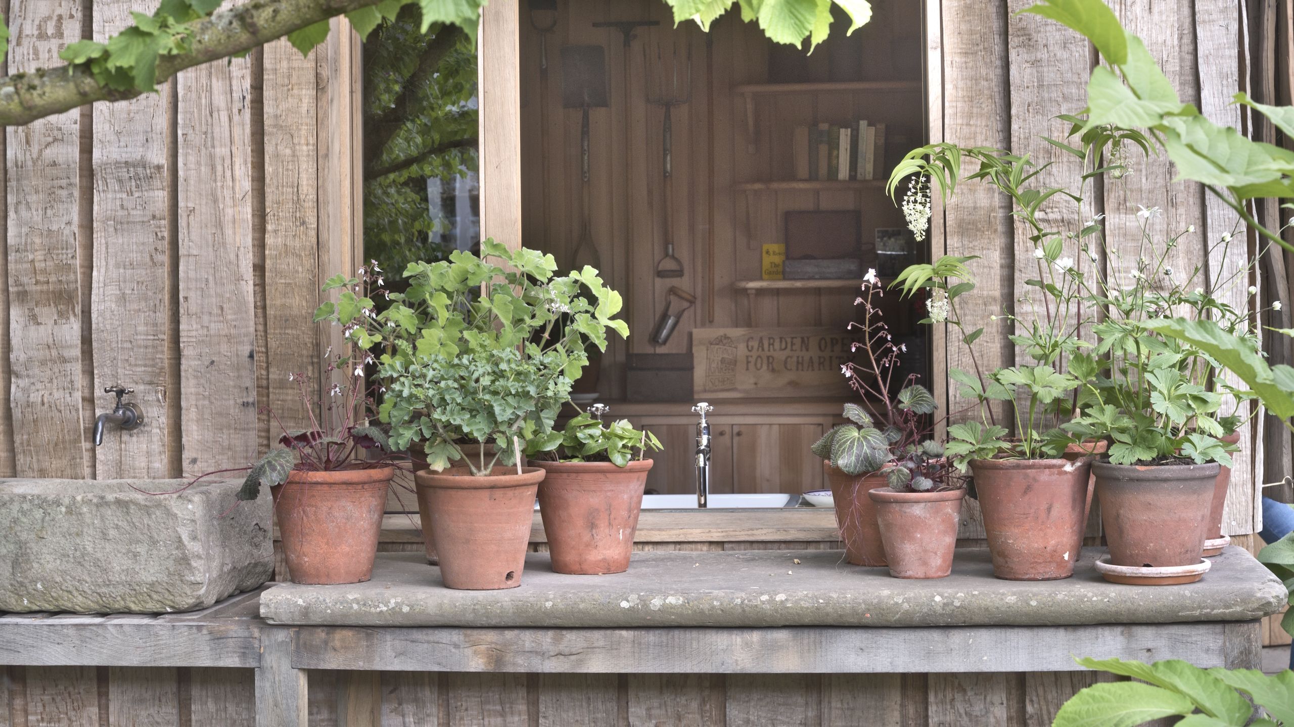 When Frost Hits, These Are the Plants to Protect First – And The Most Effective Ways to Do It