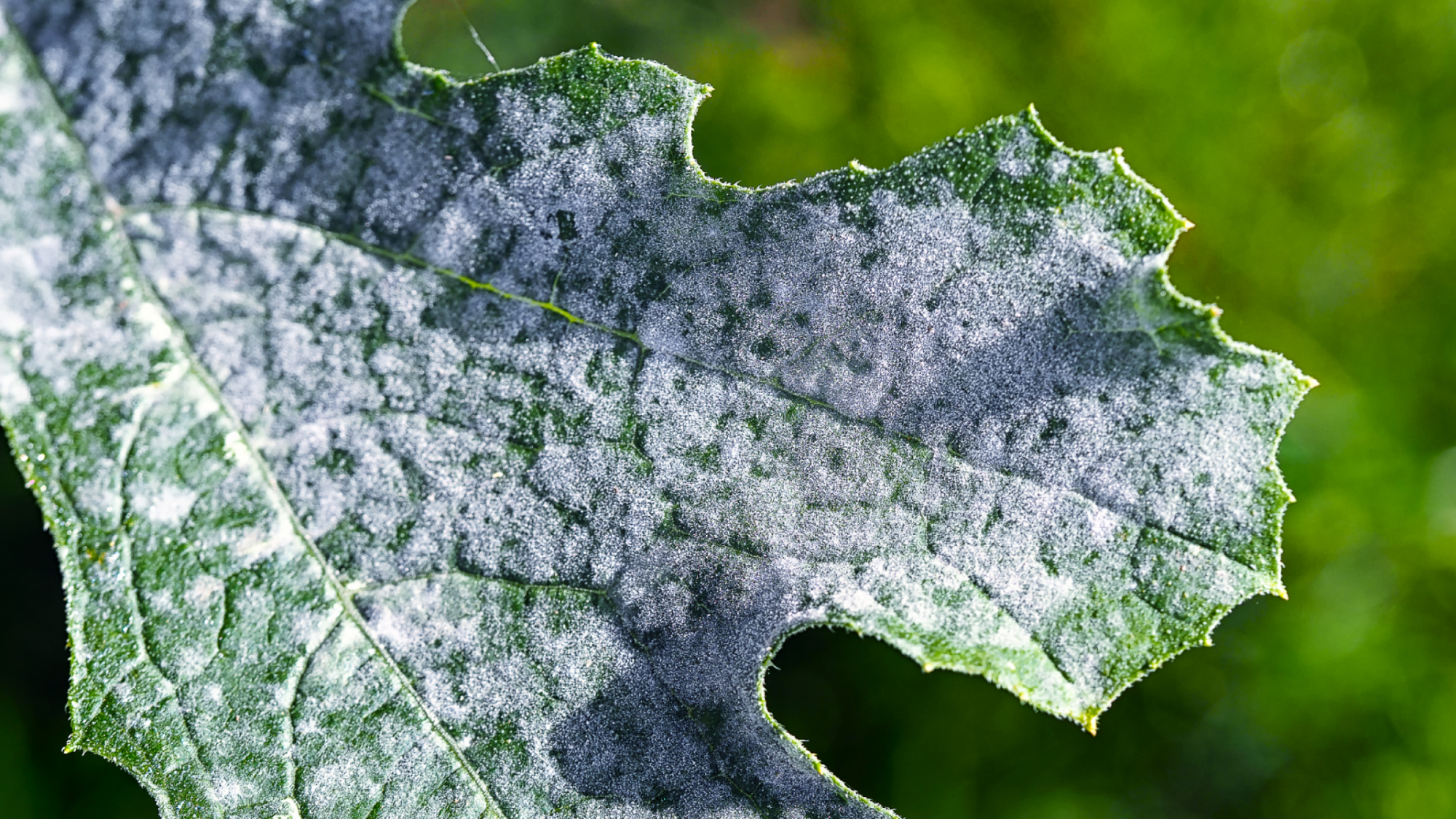 Macro image of white, powdery mildew on courgette leaves. Mildew refers to certain kinds of mold or fungus that can affect foliage, stems and occasionally flowers and fruit of plants.