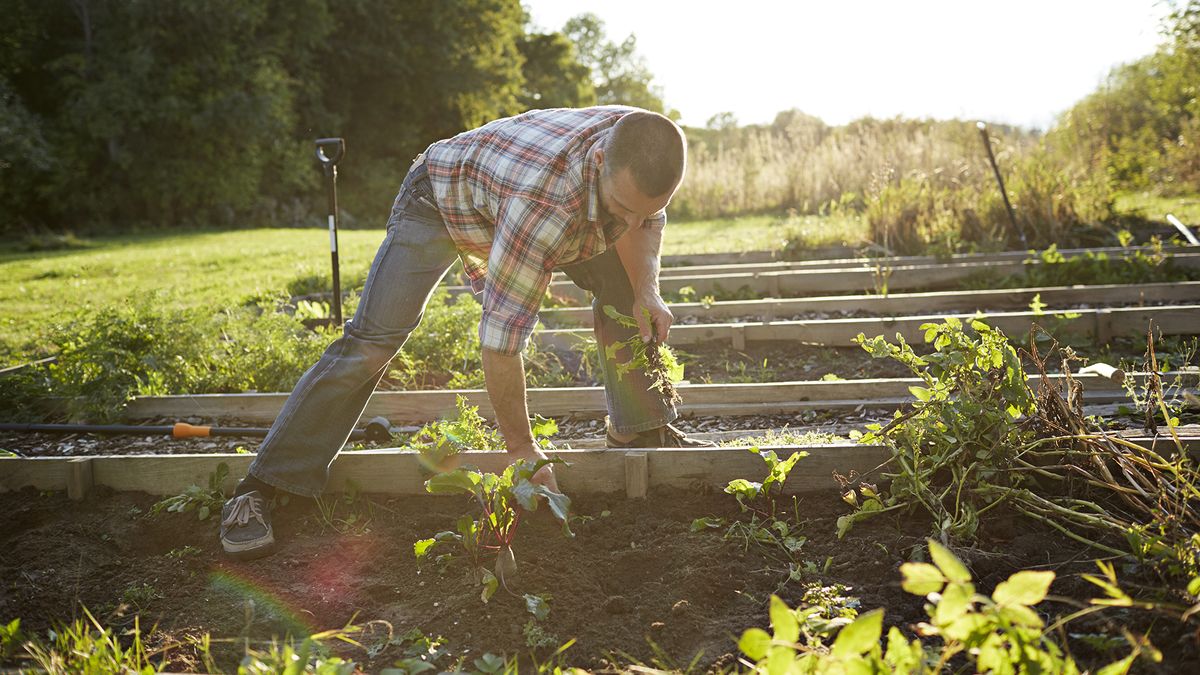 How to kill weeds