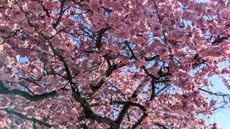 Cherry blossoms in Victoria, B.C.