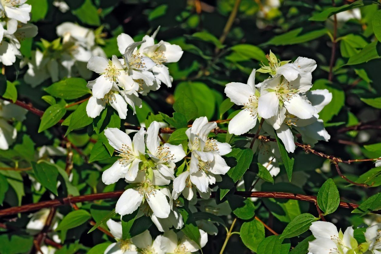 White Flowered Mock Orange Shrub