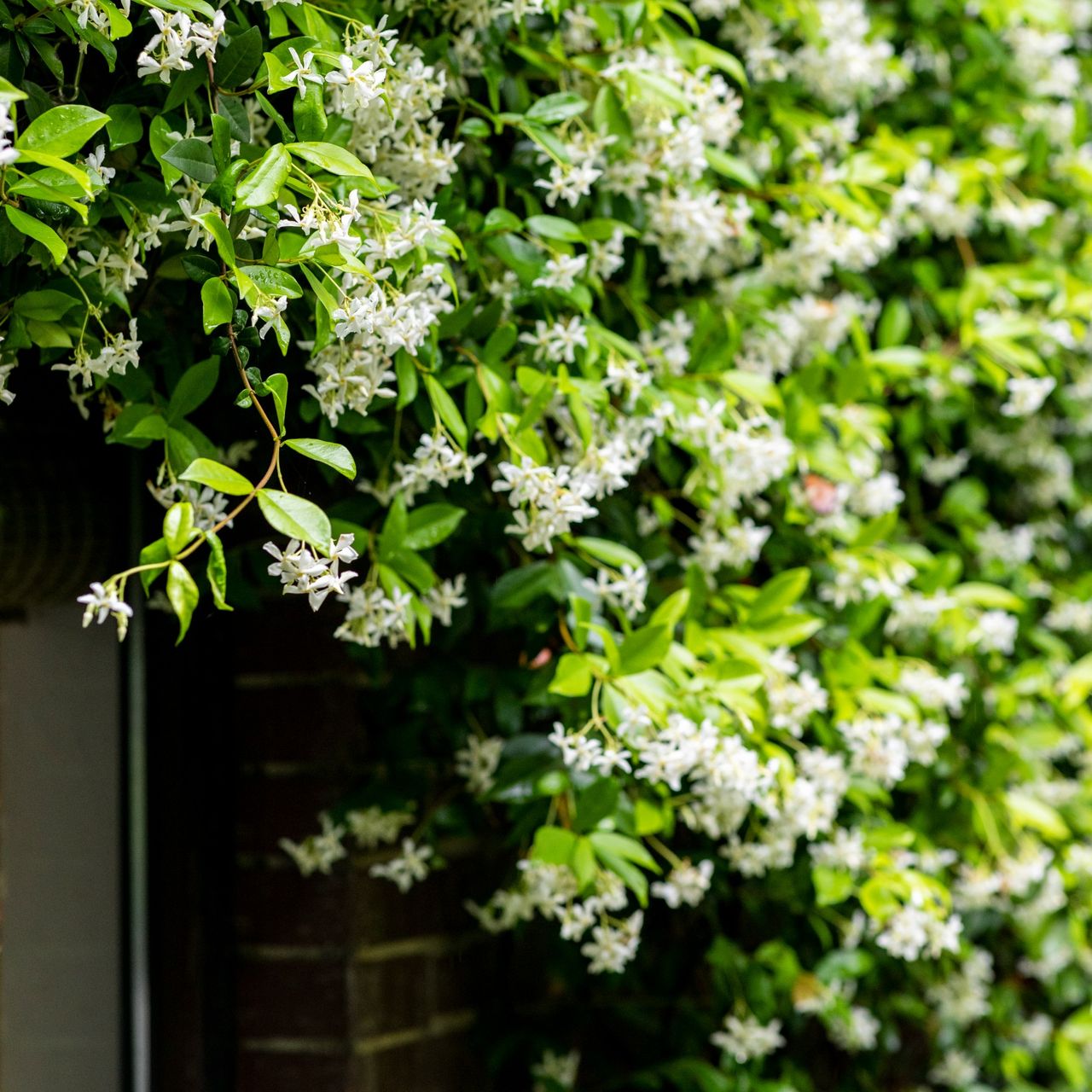 The one thing you shouldn't do with jasmine right now if you want it to flower well in the summer – experts are warning that this mistake could cost this year's blooms
